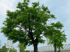 -国际非物质文化遗产博览园