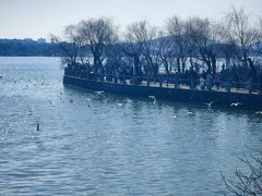 -无锡蠡湖国家湿地公园-蠡园