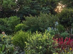 -东莞植物园