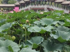 -西海子公园