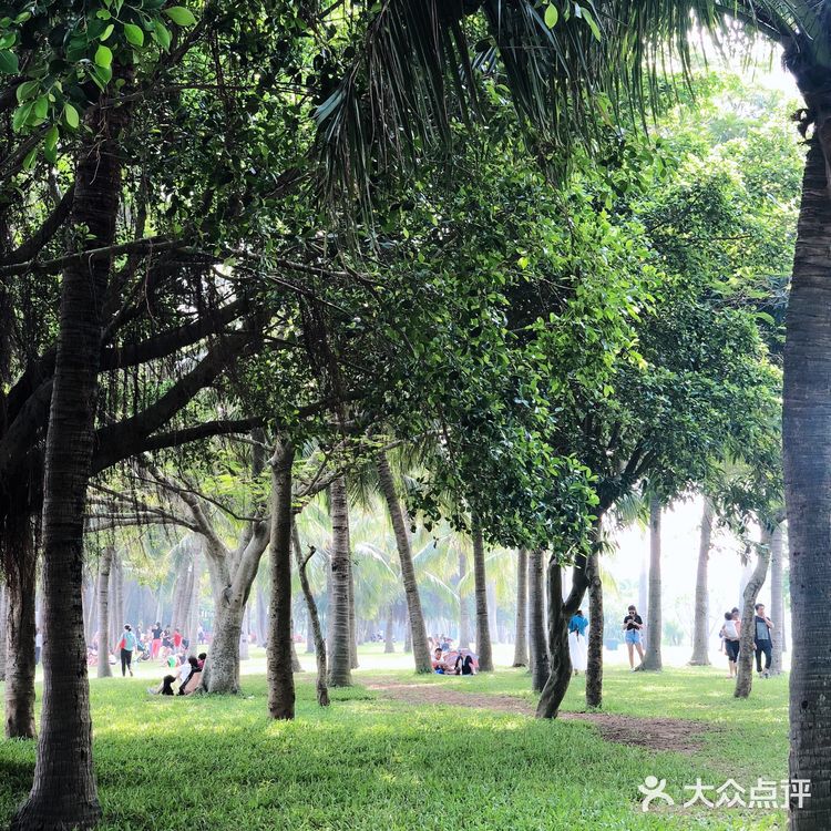 深圳旅游攻略 | 畅享惬意的红树林之旅🌴