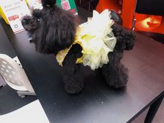-宠物家(双井店)