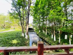 -桤木河湿地公园