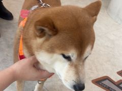 -纳吉亚猫专科动物医院·北北分院