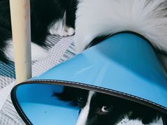 -爱贝特动物医院·猫口炎专科