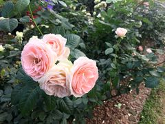 -人民公园(罗湖区)