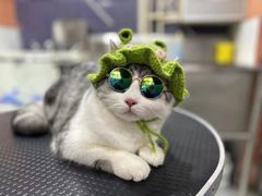 -车接车送·寄养洗护·德文猫舍(大宁店)