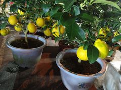 -中环花鸟鱼虫市场