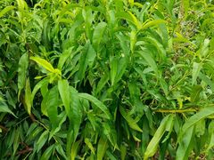 -老袁家蜜桃农场·阳山水蜜桃