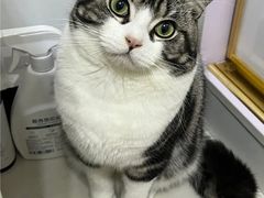 -山宅一喵德文卷毛猫舍