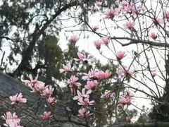 -黎坪国家森林公园