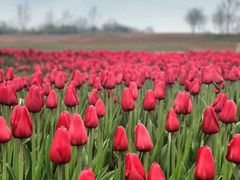 -碧桂园凤凰城酒店(南京店)