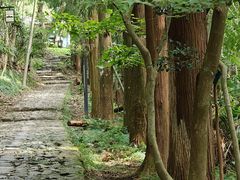-天目山大树王景区
