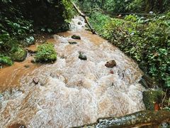 -莫里热带雨林景区