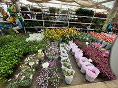 -龙大花卉苗木市场