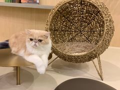 -飞行喵MR PILOT|猫舍·猫咖(静安大融城店)