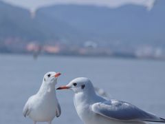 -海埂大坝