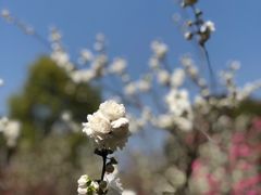 -南汇桃花村