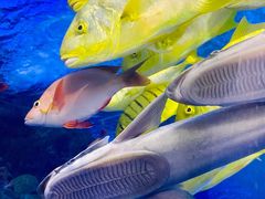 -太平洋海底世界