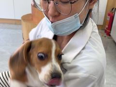 -瑞派长江宠物医院·猫科·外科·24小时夜护(谊城公寓分院)