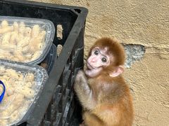 -栾川竹海野生动物园