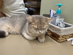 -逗柴咖啡屋·狗咖猫咖宠物桌游
