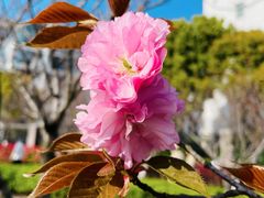-高东镇樱花园