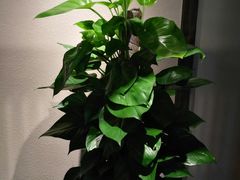 -ZEN采蝶轩·粤味臻鲜·手作点心·商务宴请(泰州店)