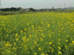 -吉野家(西客站南广场店)