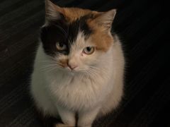 -西安华清御汤酒店