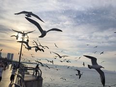-大连海昌东方水城