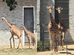 -石家庄市动物园