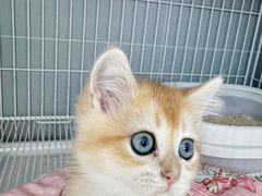 -翊宠yipet猫狗购宠庄园犬舍•猫舍