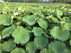 -梁鸿国家湿地公园