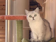 -猫的茶·猫咖