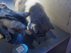 -极木²邸 人与宠物·互动社区