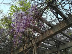 -北京大学燕东园