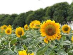 -艾溪湖湿地公园