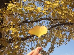 iphone_upload_pic-三里屯东五街银杏大道