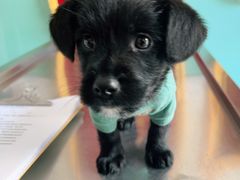 -高德24h动物医院