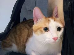 -御宝贝·A梦猫科宠物医院(国际猫友好医院)