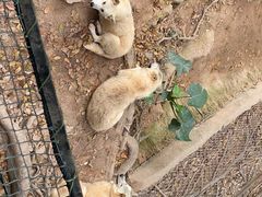 -深圳野生动物园