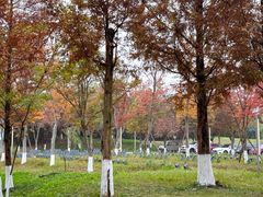 -白鹭湾湿地公园