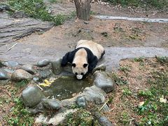 -都江堰中华大熊猫苑