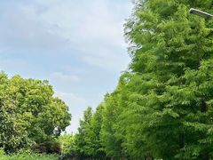 -昆山城市生态森林公园