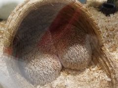 -momokira米努特·德文卷毛猫·棉花面纱犬
