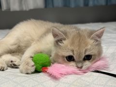 -东方名猫馆·英短金渐层布偶猫舍(环线广场1号楼店)