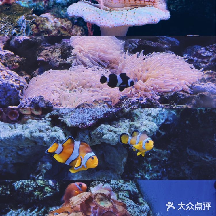 这个夏天这样玩｜大连老虎滩海洋公园攻略