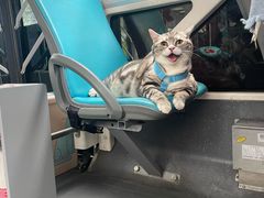 -帕帕拉兹宠物(亚洲旗舰店)