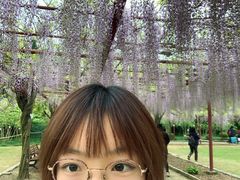 -嘉定紫藤园